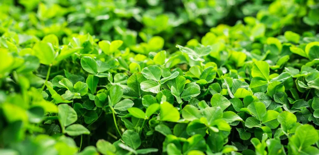 Irish folklore