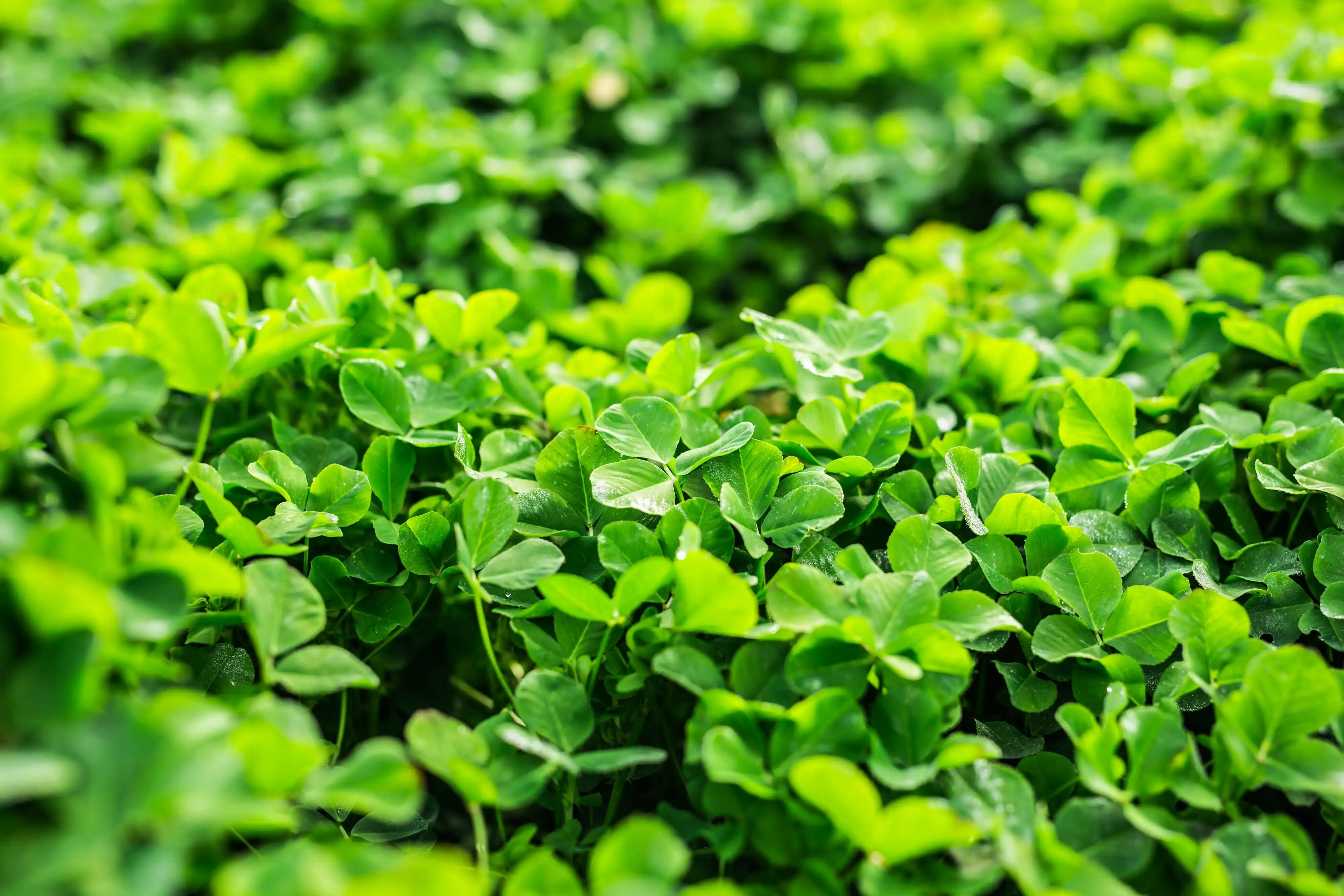 Shamrock in Ireland
