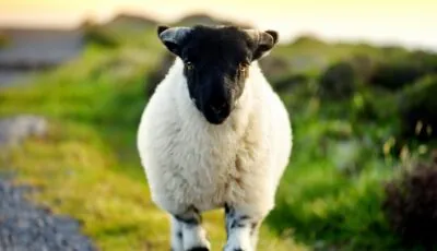 Sheep in Ireland 2 A sheep in Ireland - © MNStudio