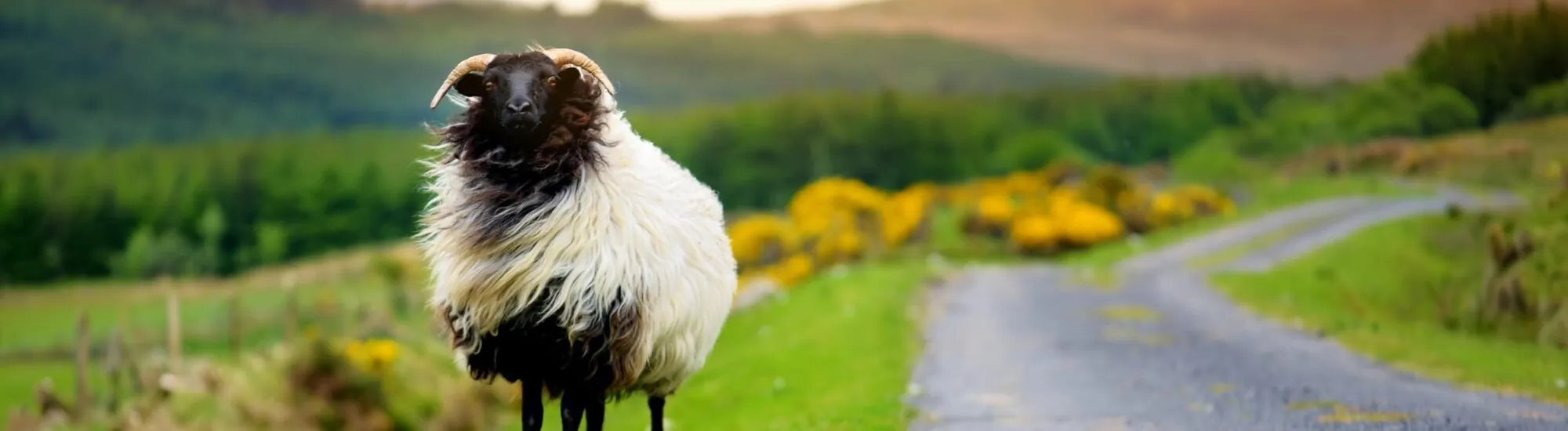 Working on a farm in Ireland
