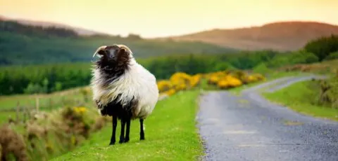 mouton irlande