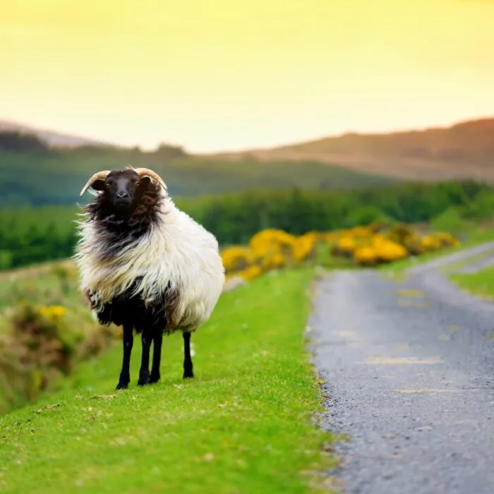 mouton irlande