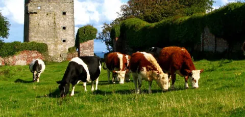 carrigaholt castle 1