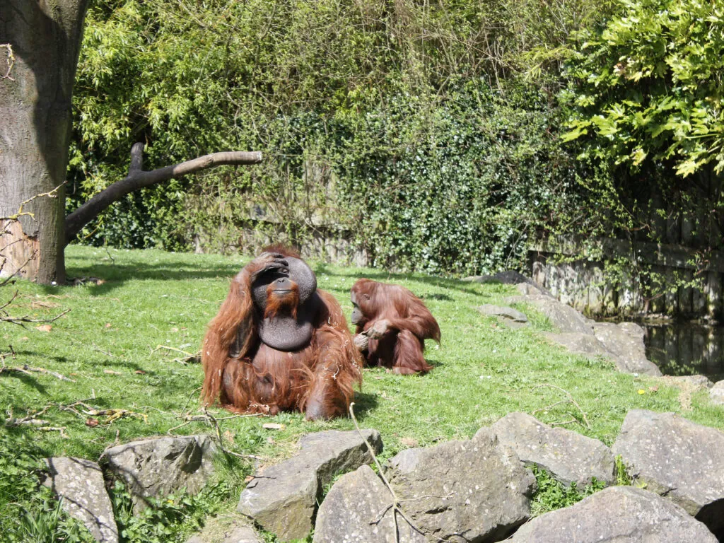 dublin zoo