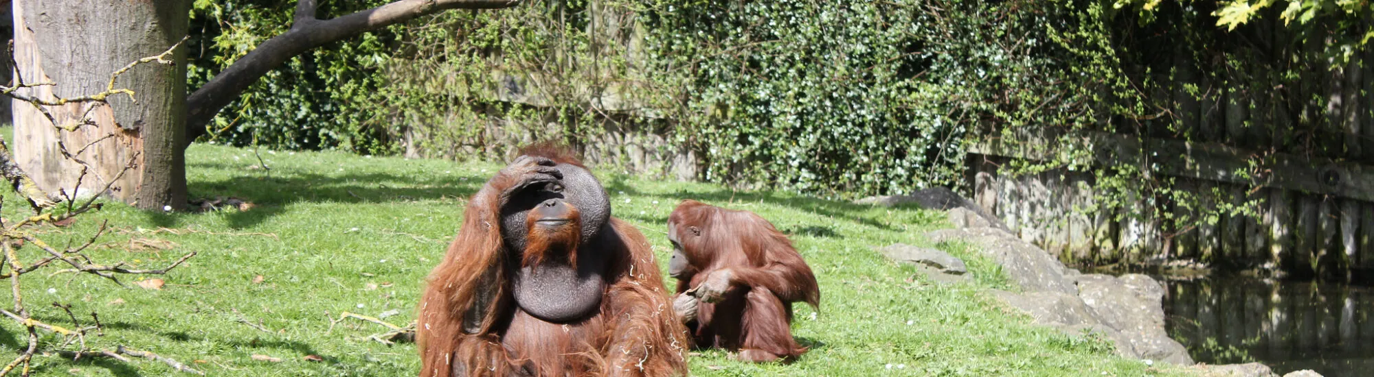 Dublin Zoo