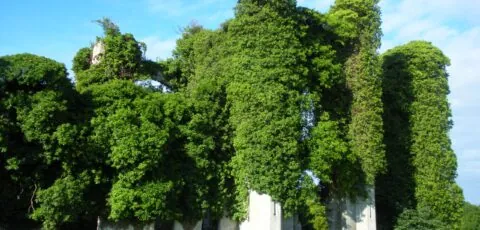 moydrum castle 1 scaled