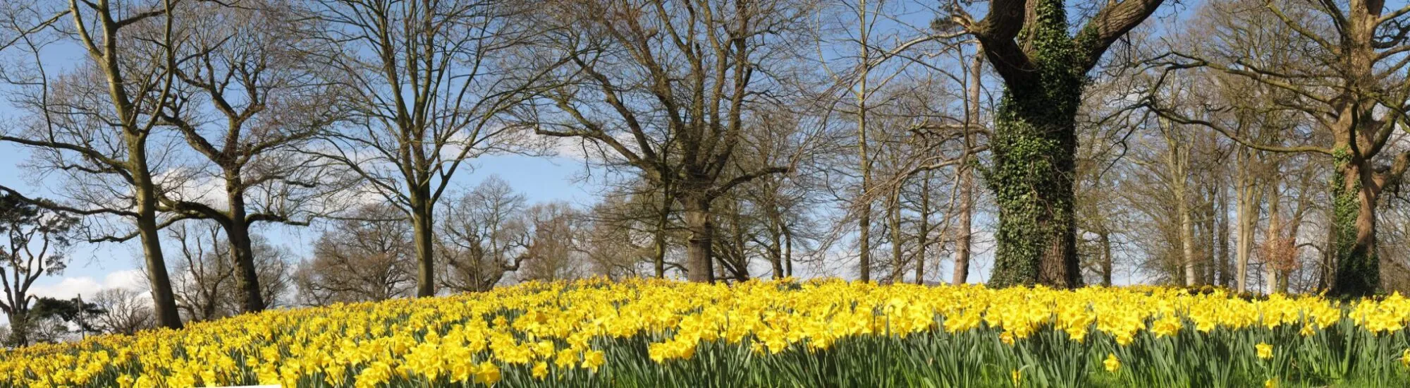 The Barnett Demesne