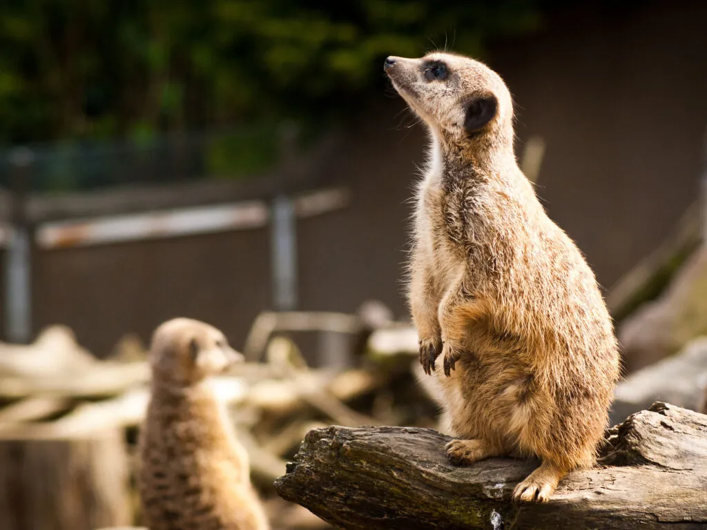 belfast zoological gardens 1