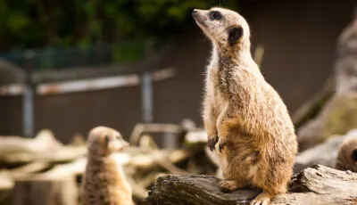 belfast zoological gardens 1