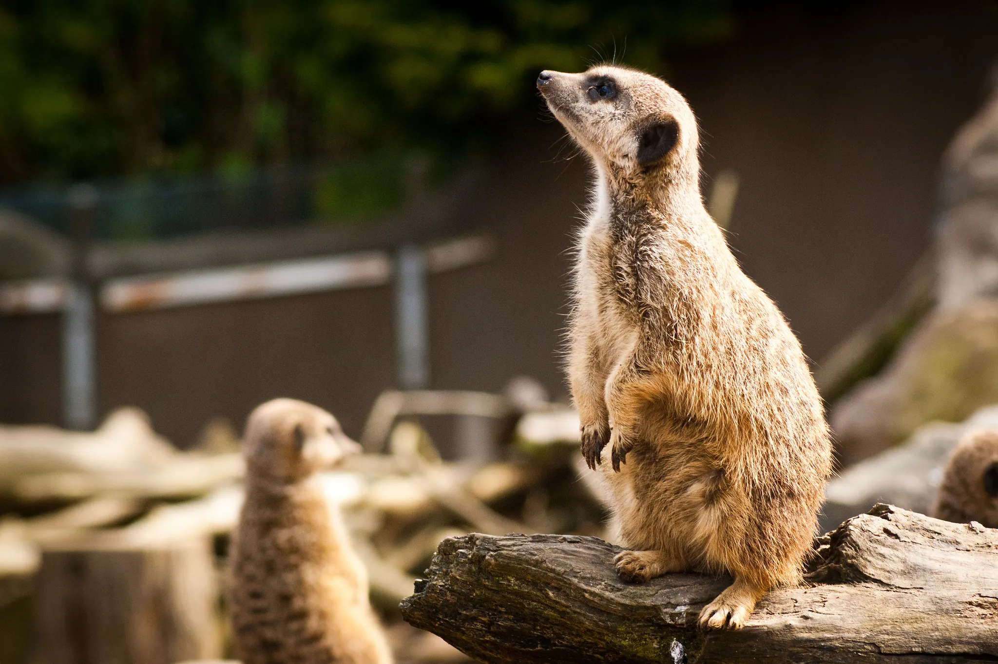 belfast zoological gardens 1