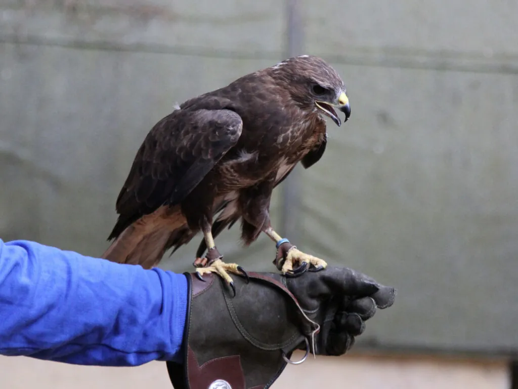 aigle