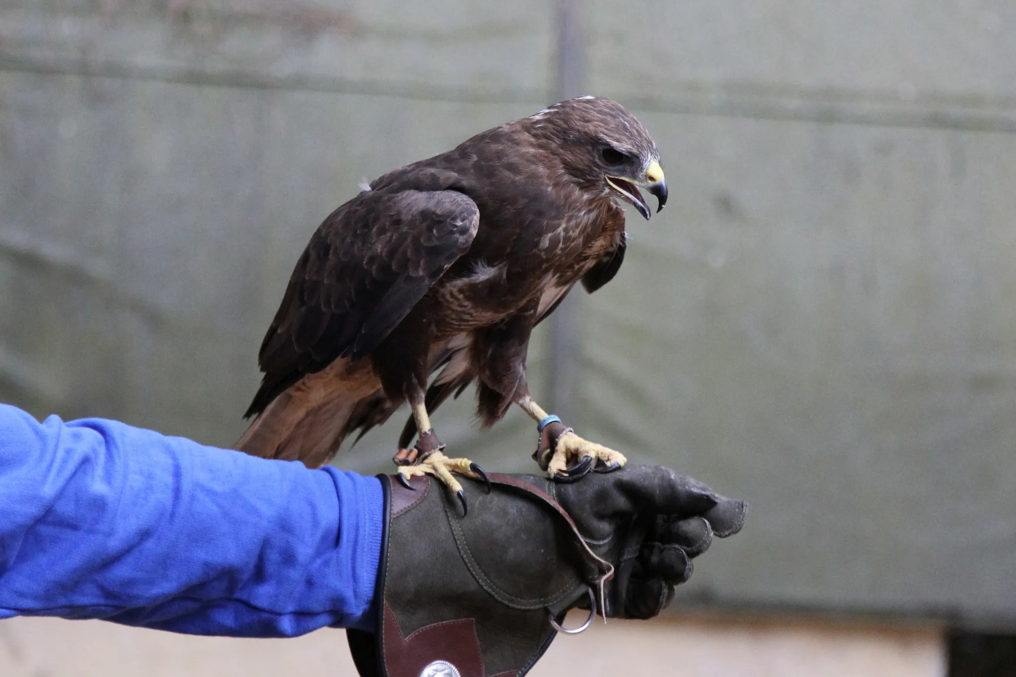 aigle