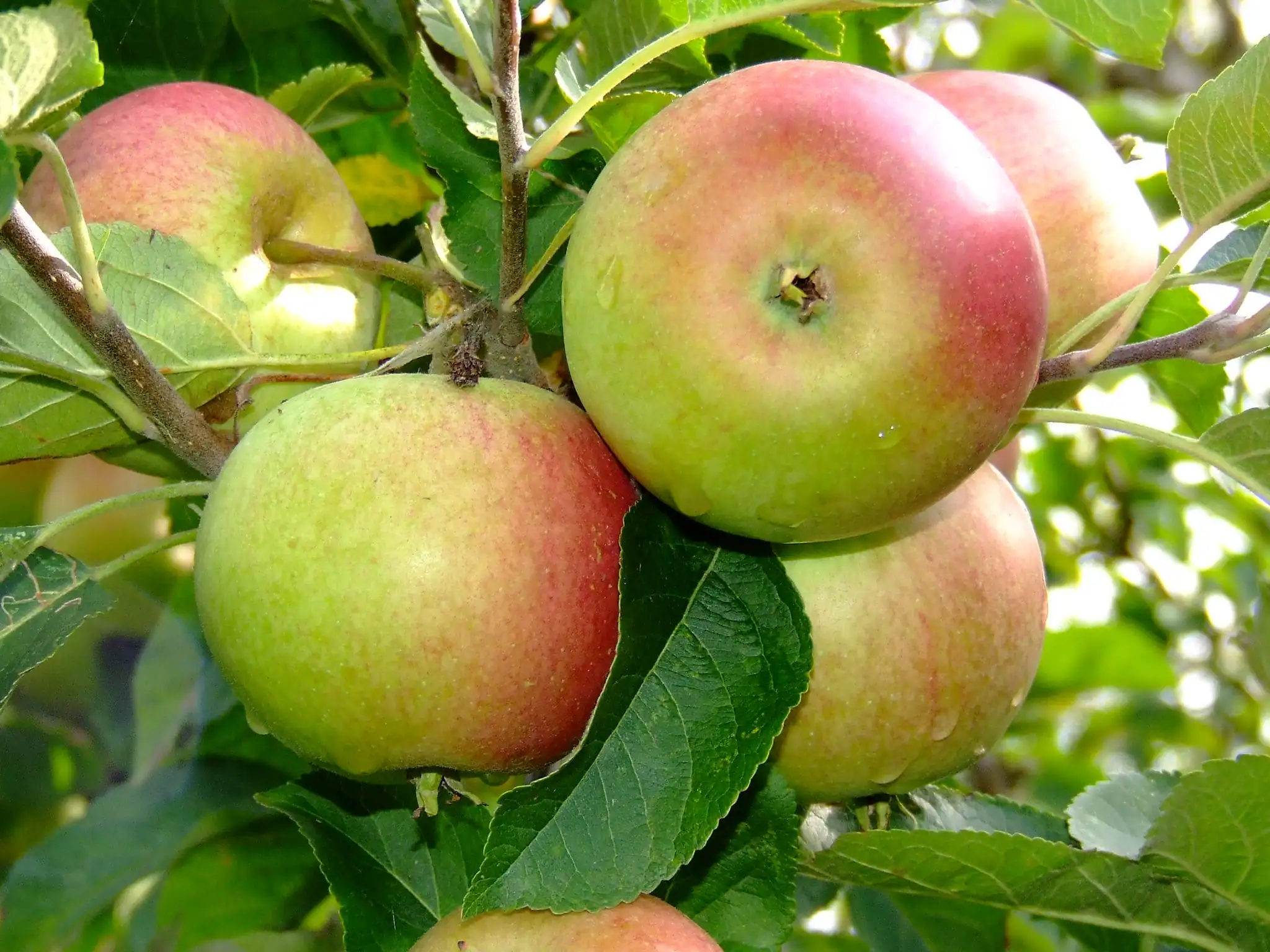 pommes