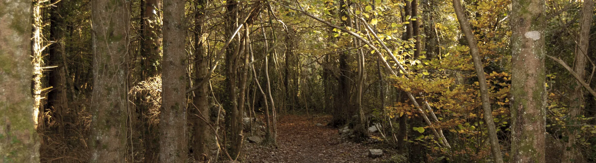 Merlin Woods Park