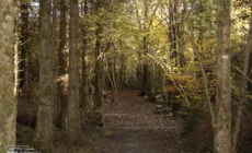 merlin woods park
