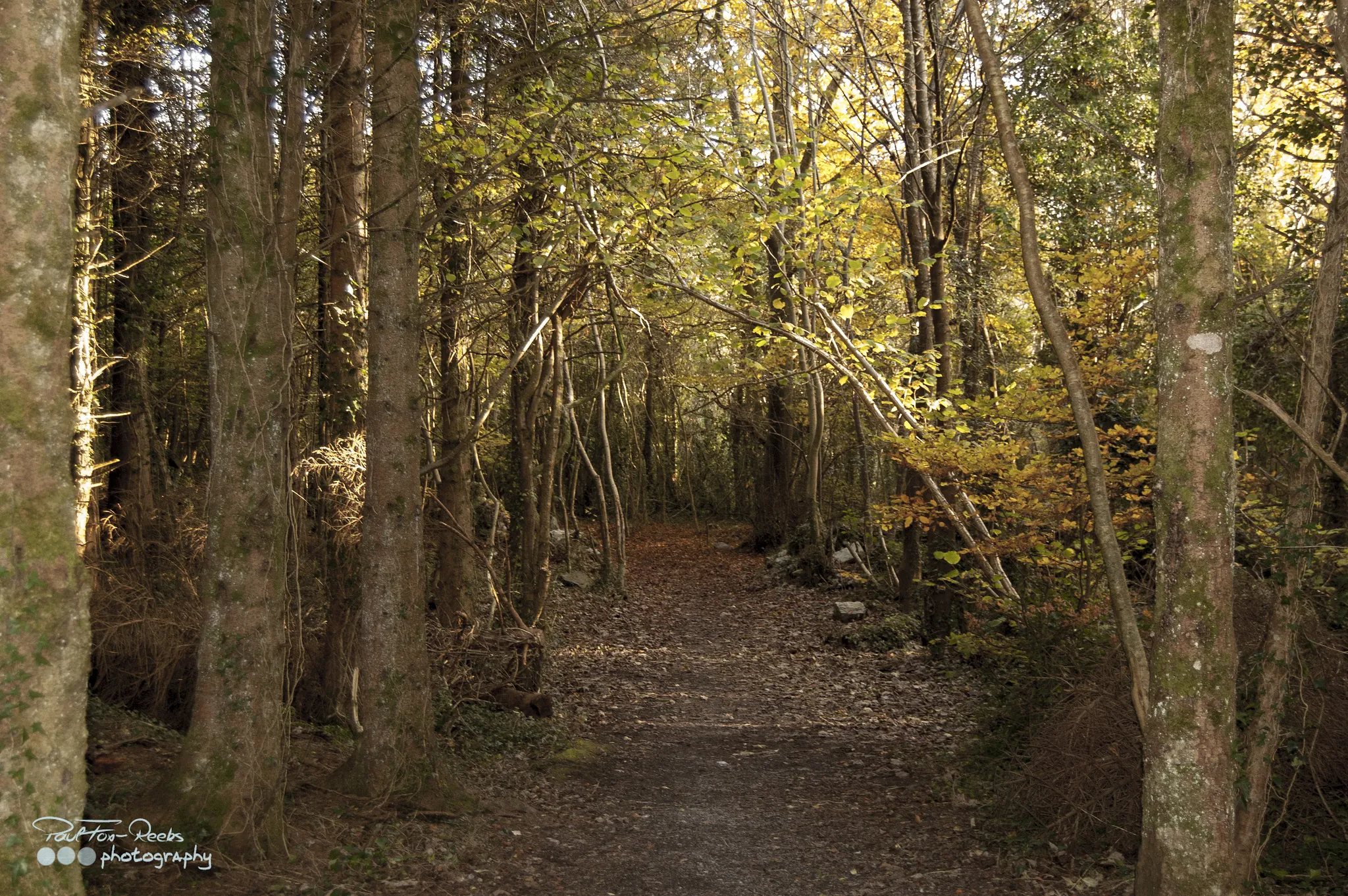 merlin woods park