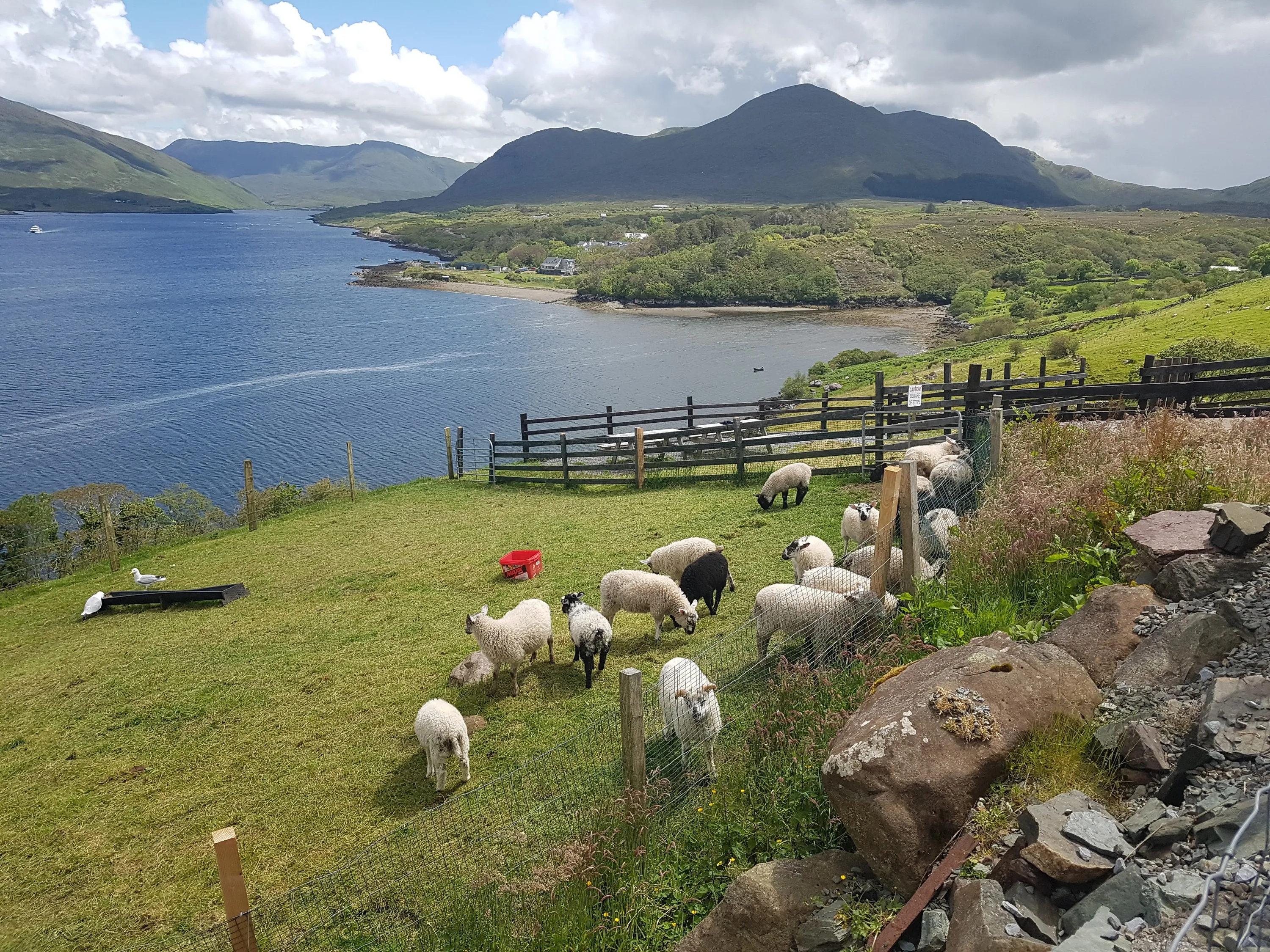 killary sheep farm 1
