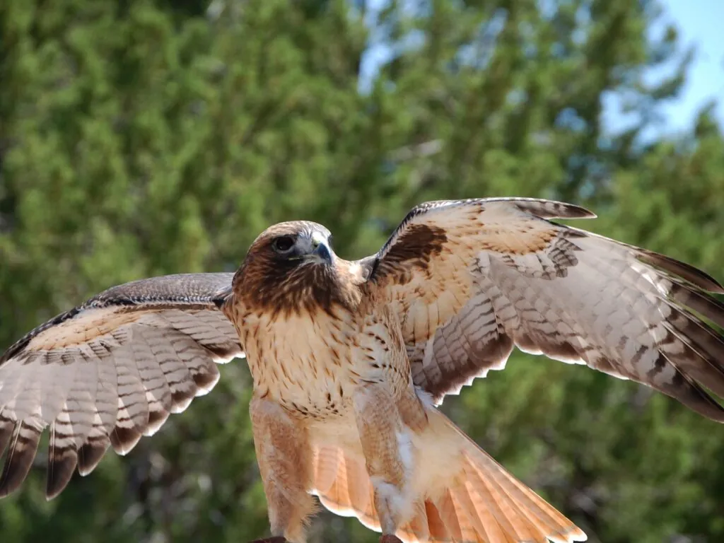 aigle scaled