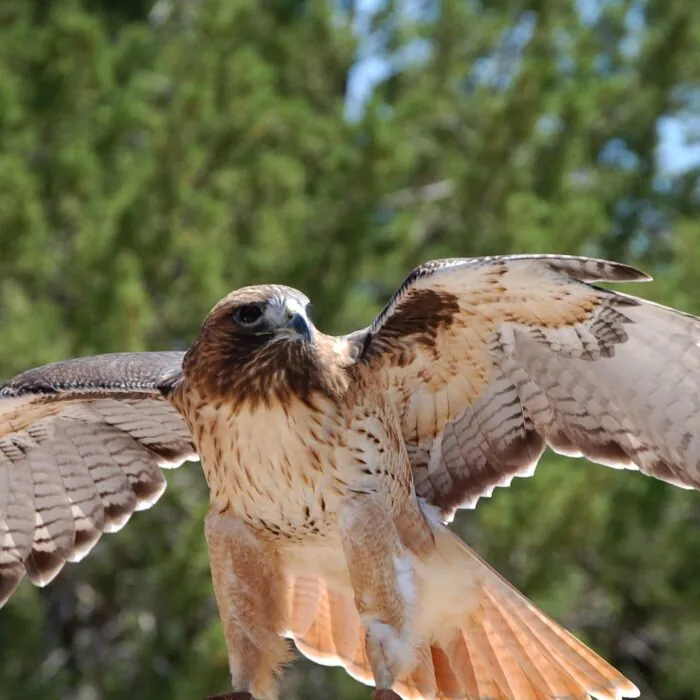 aigle scaled