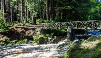Tollymore Forest Park - Carb0nxl - cc