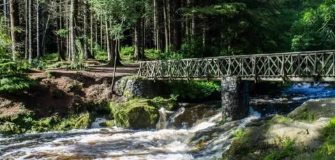 tollymore forest park 1