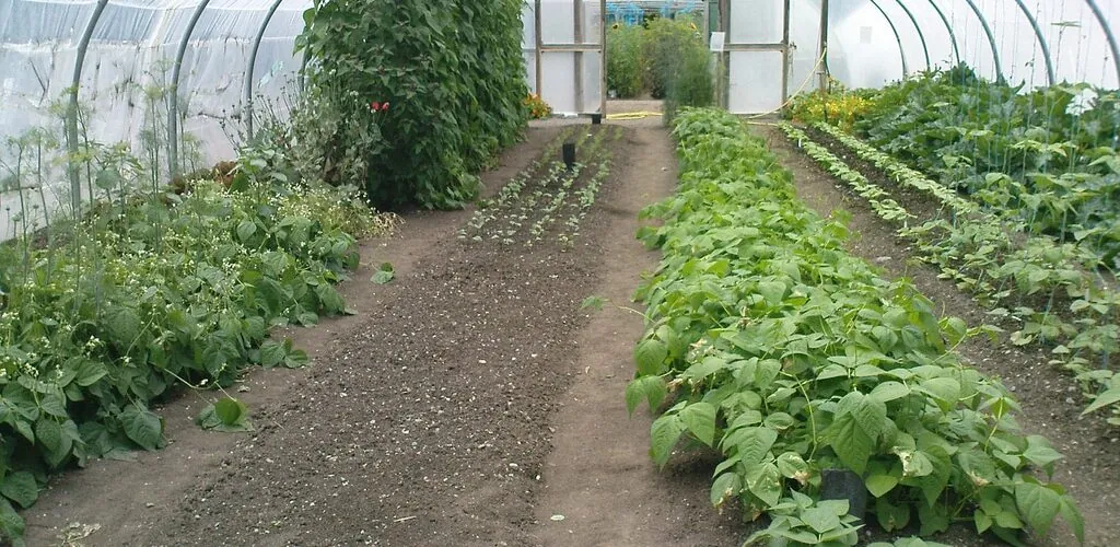 organic centre