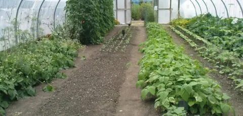 organic centre