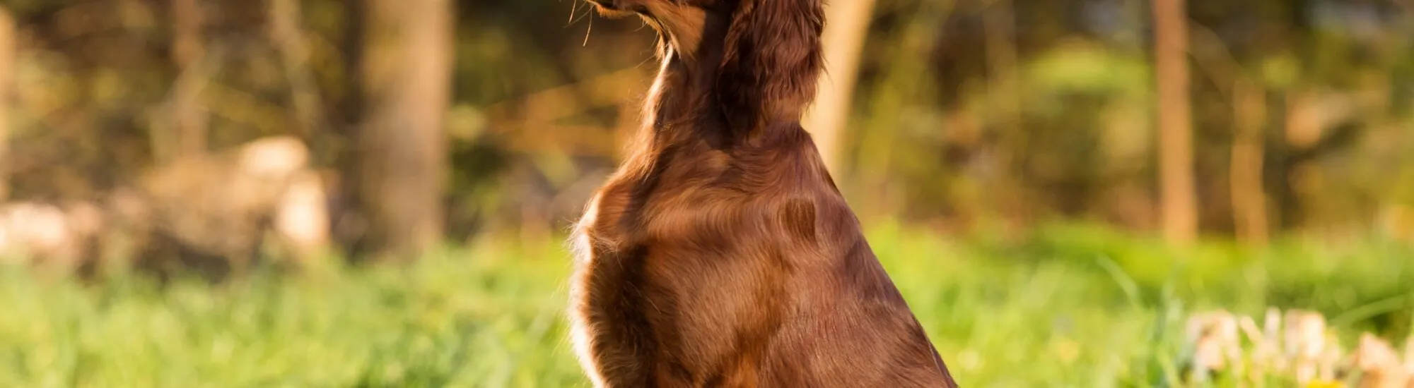 Travelling with pets in Ireland