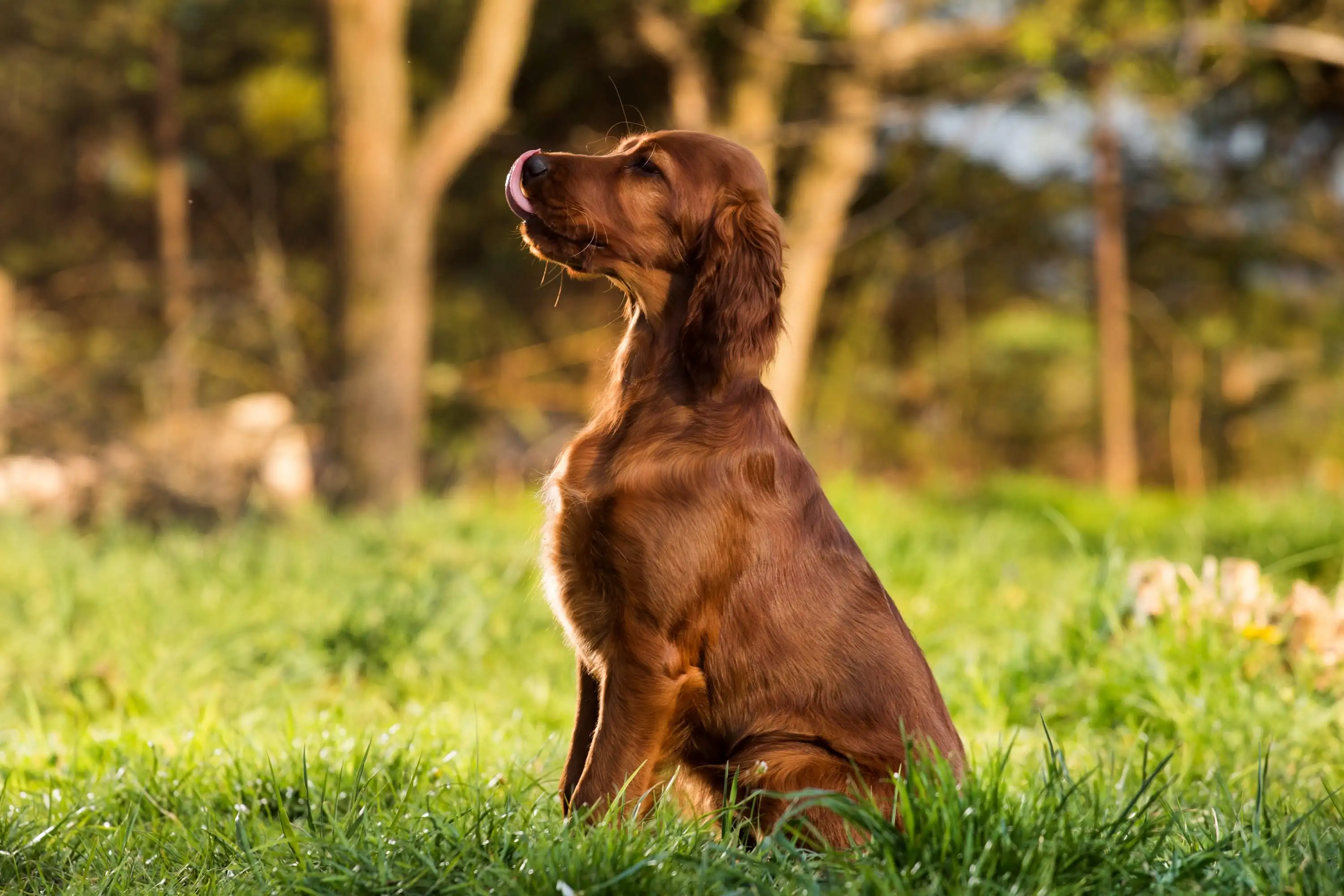 setter irlandais 1