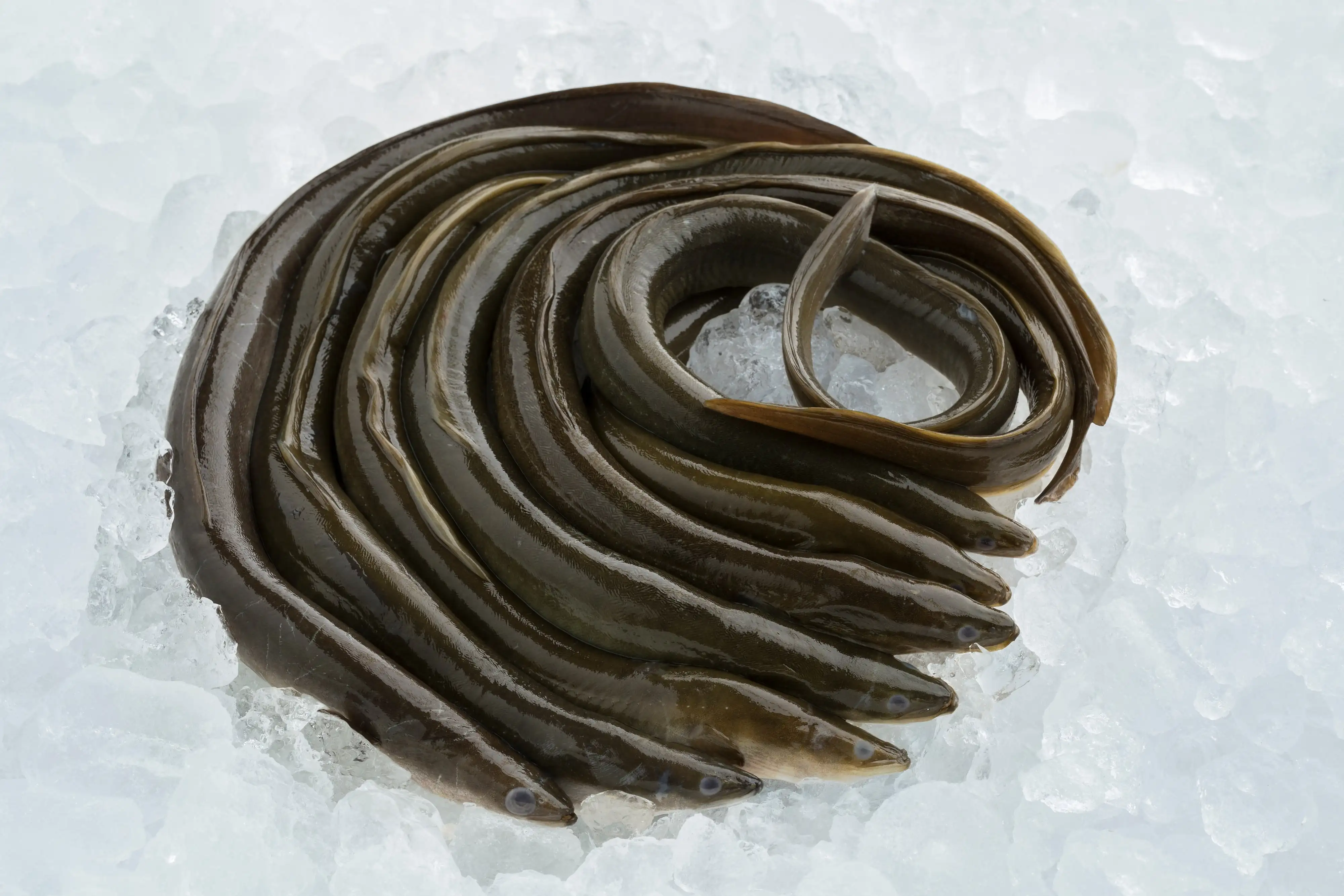 Ireland’s wild eel