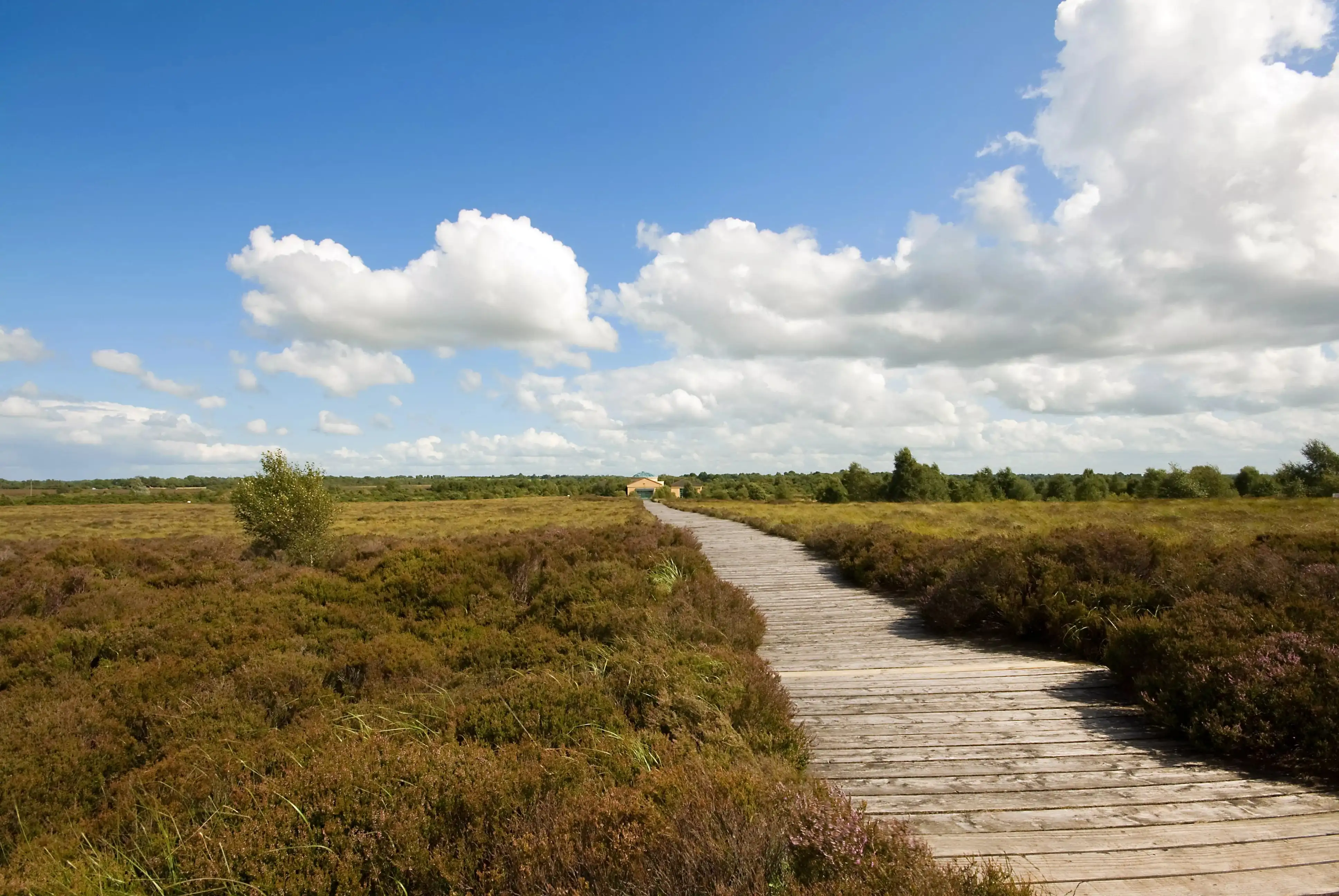 corlea bog 1