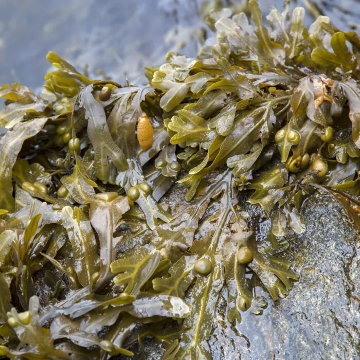 dulse