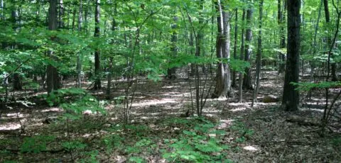 ballyseedy woods scaled
