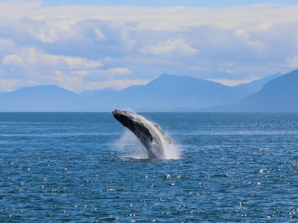 baleine 1 1 scaled