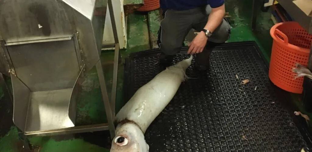 Ireland – A giant squid has been caught!