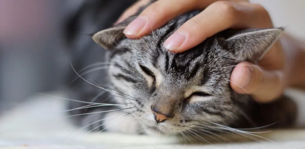 Dublin now has its own cat bar!