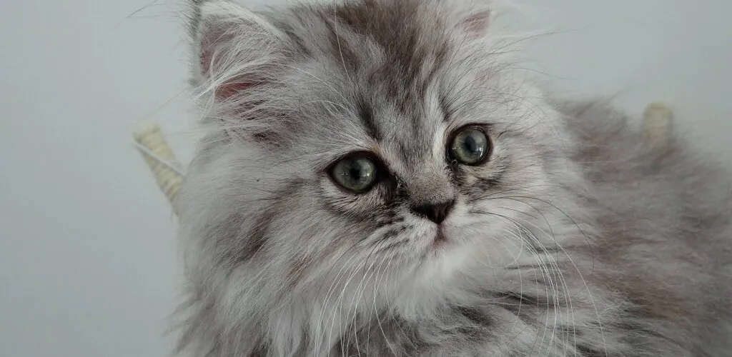 Ireland: leave everything behind to move to Dublin and become a professional cat charmer!