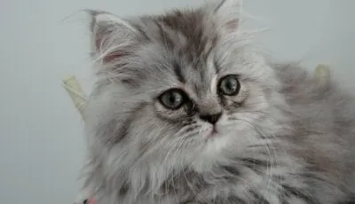 chaton