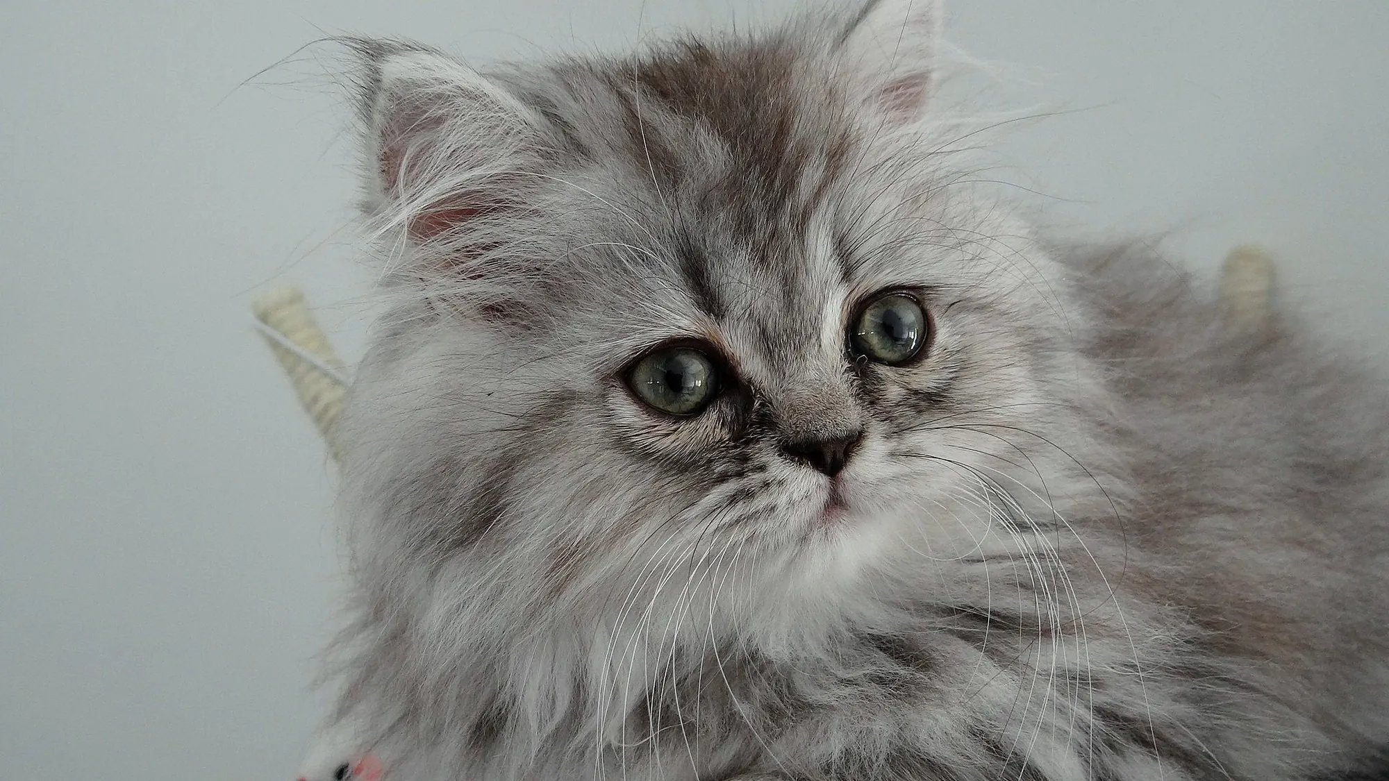 chaton