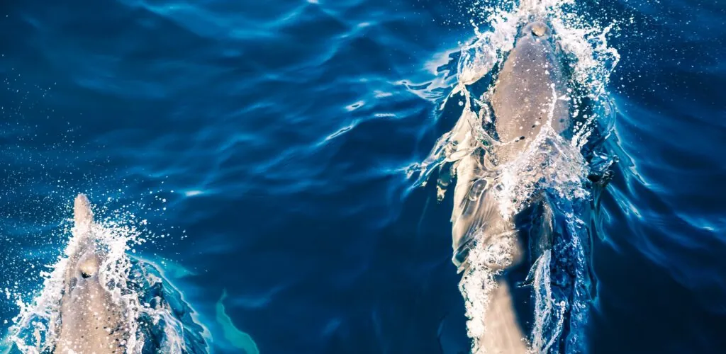 A dolphin spotted in Dublin waters!