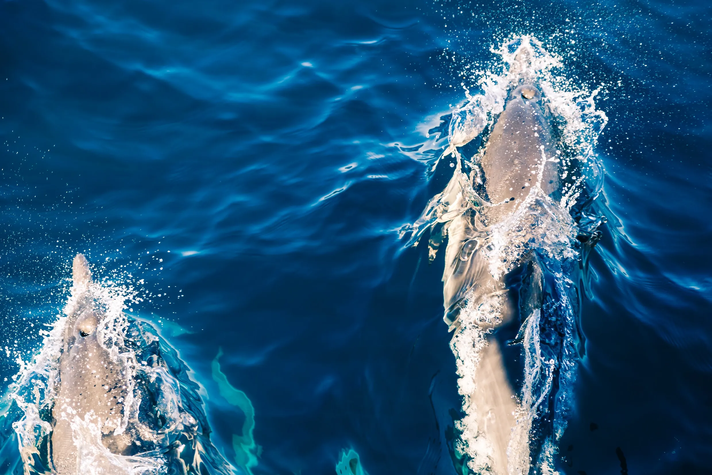 dauphins