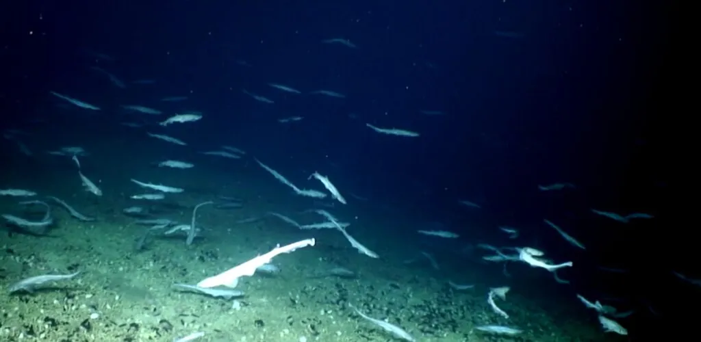 Ireland: thousands of shark eggs discovered off the Irish coast