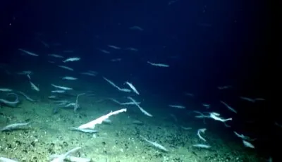 requins
