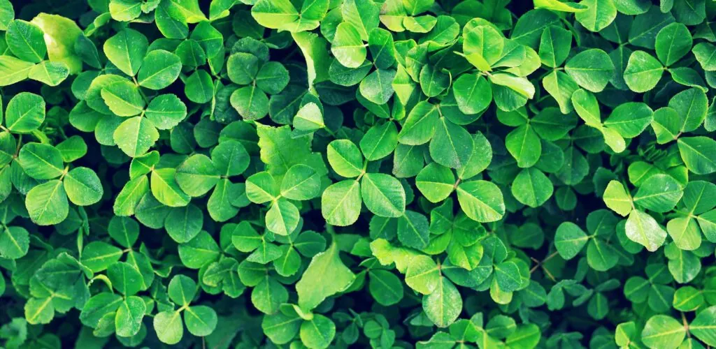 7 things you don’t know about Irish shamrock