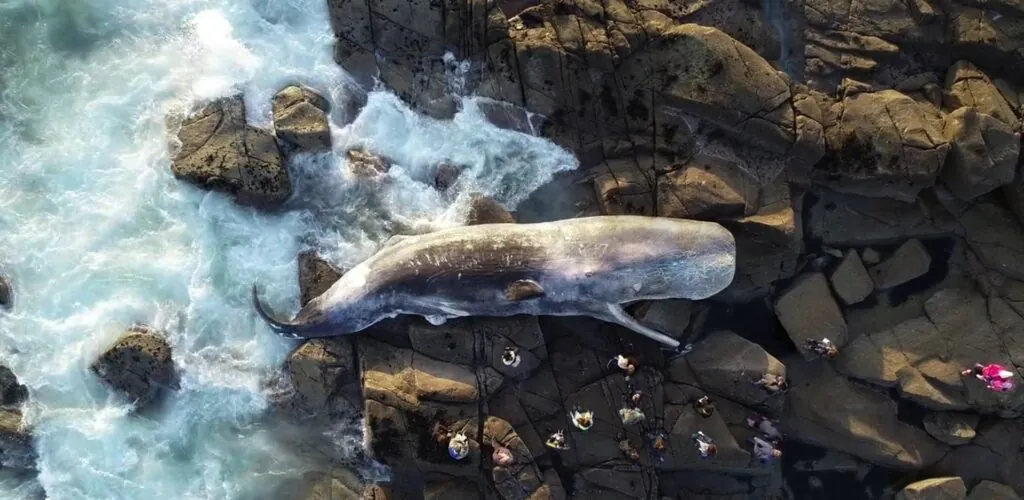 A 12-metre sperm whale runs aground in Ireland