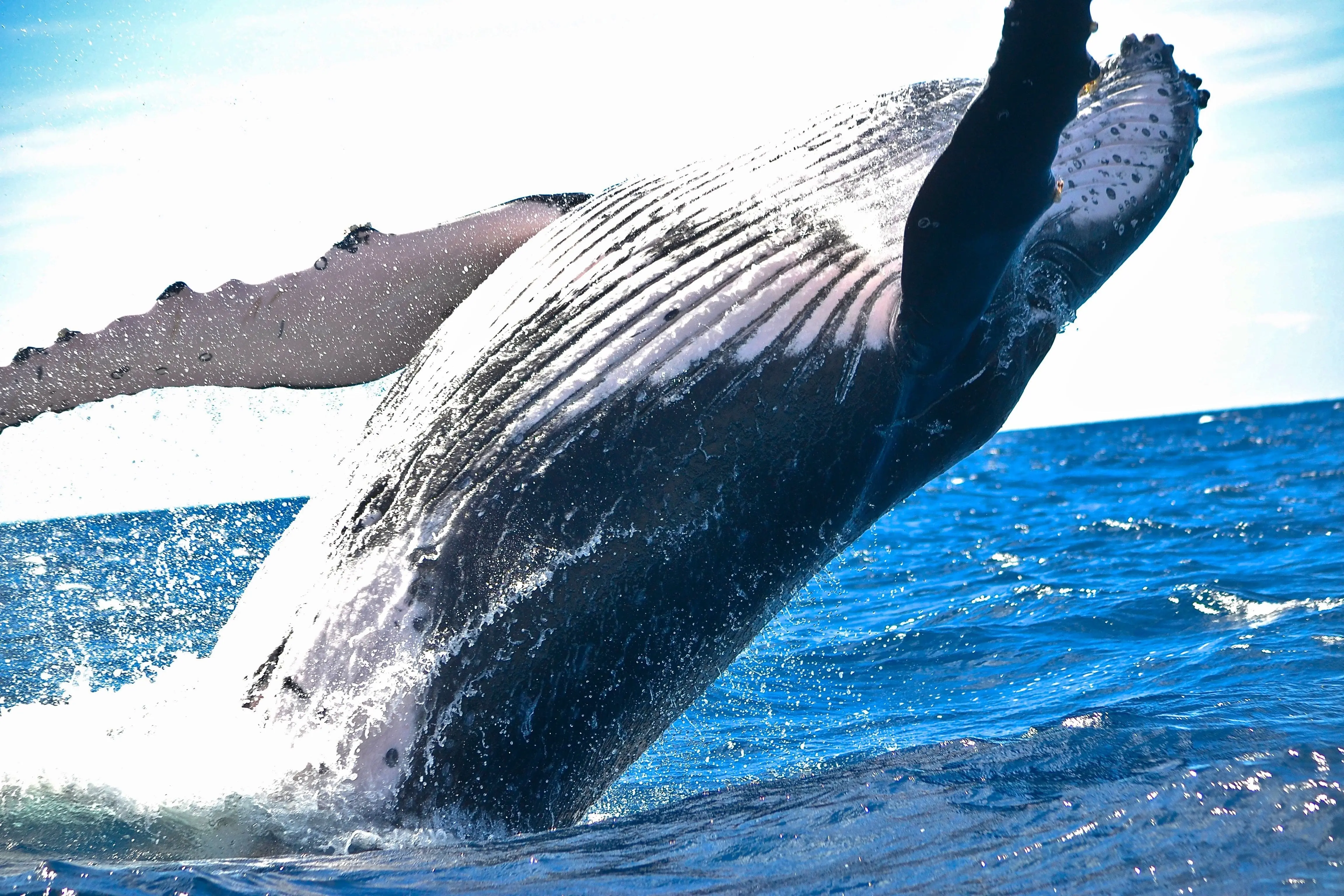 baleine a bosse 1