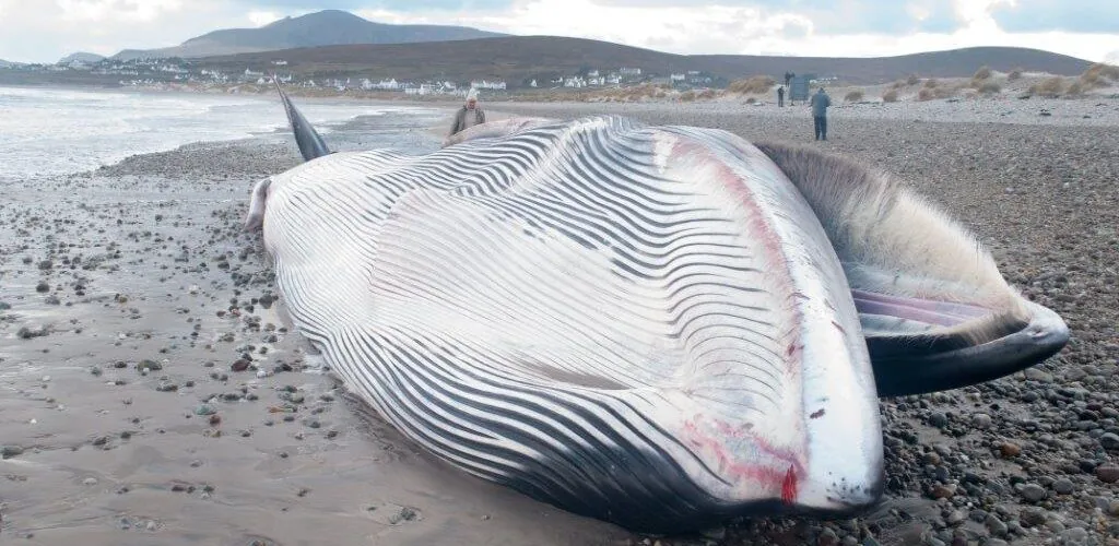 A whale washes up on a beach in Northern Ireland