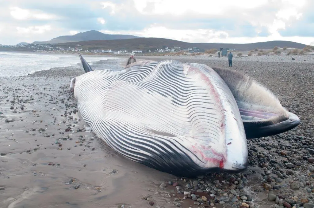 baleine echouee irlande du nord