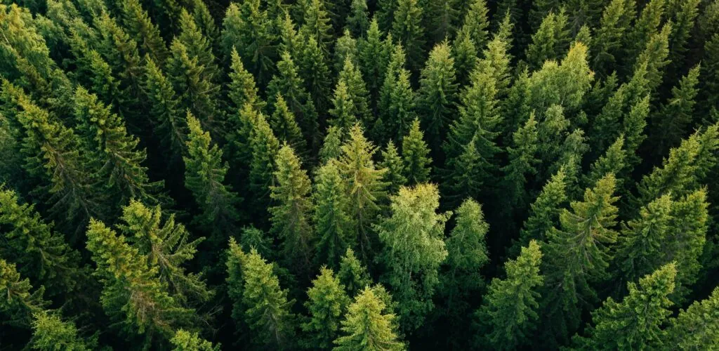 Ireland to plant 440 million trees by 2040 to combat climate change
