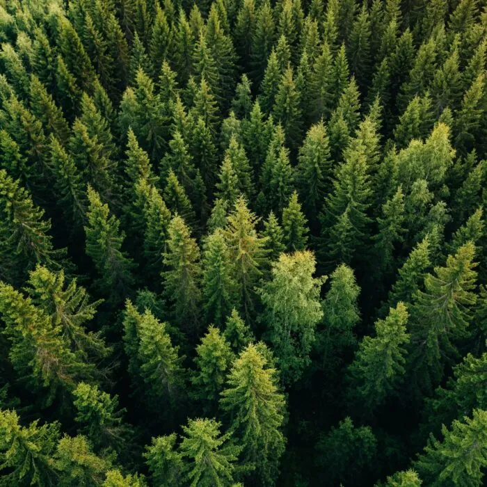 foret
